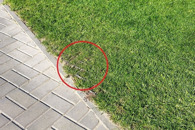 trawa_geograss_8__1_1_4_2_2_1.jpg