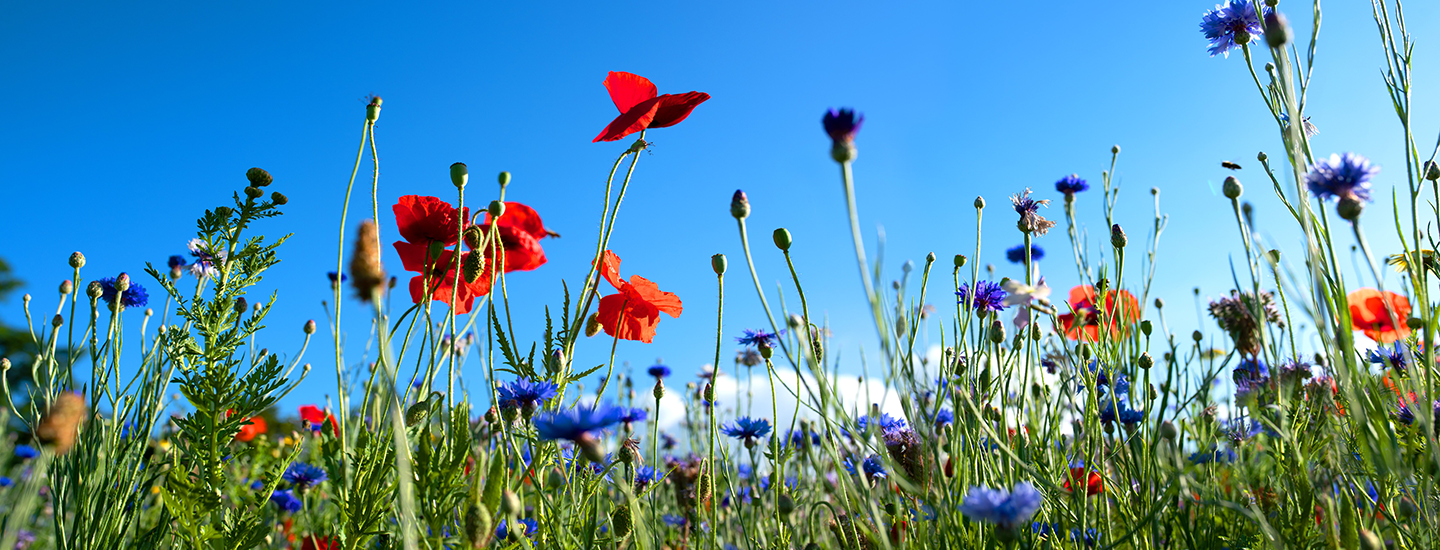 Wildflower Seed