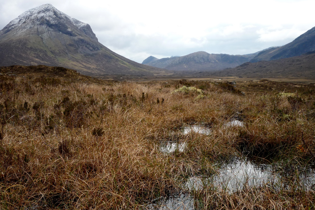 Why we all need to ‘Ditch the Peat’.