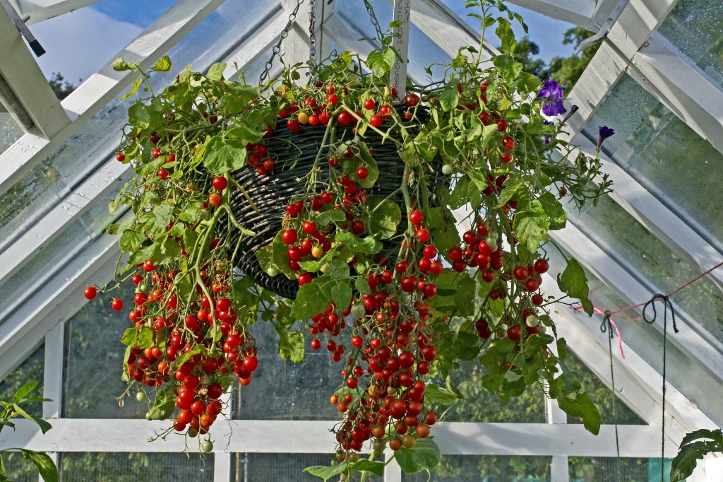 Think outside the hanging basket!
