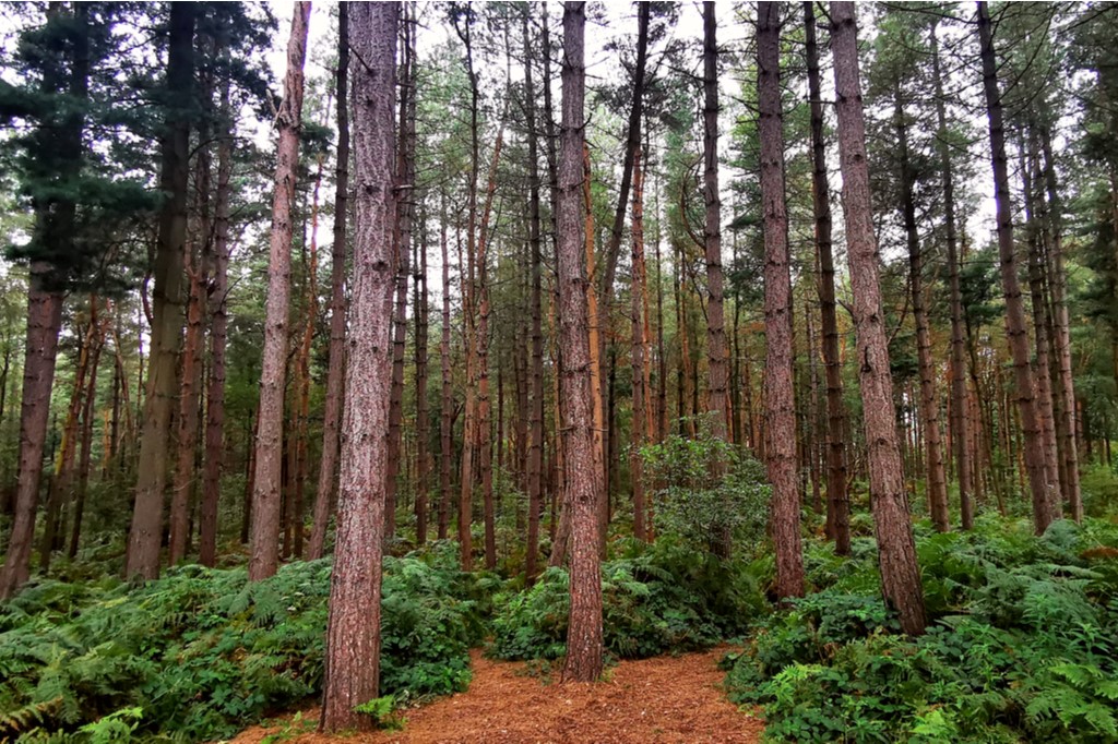 Sustainable bark production